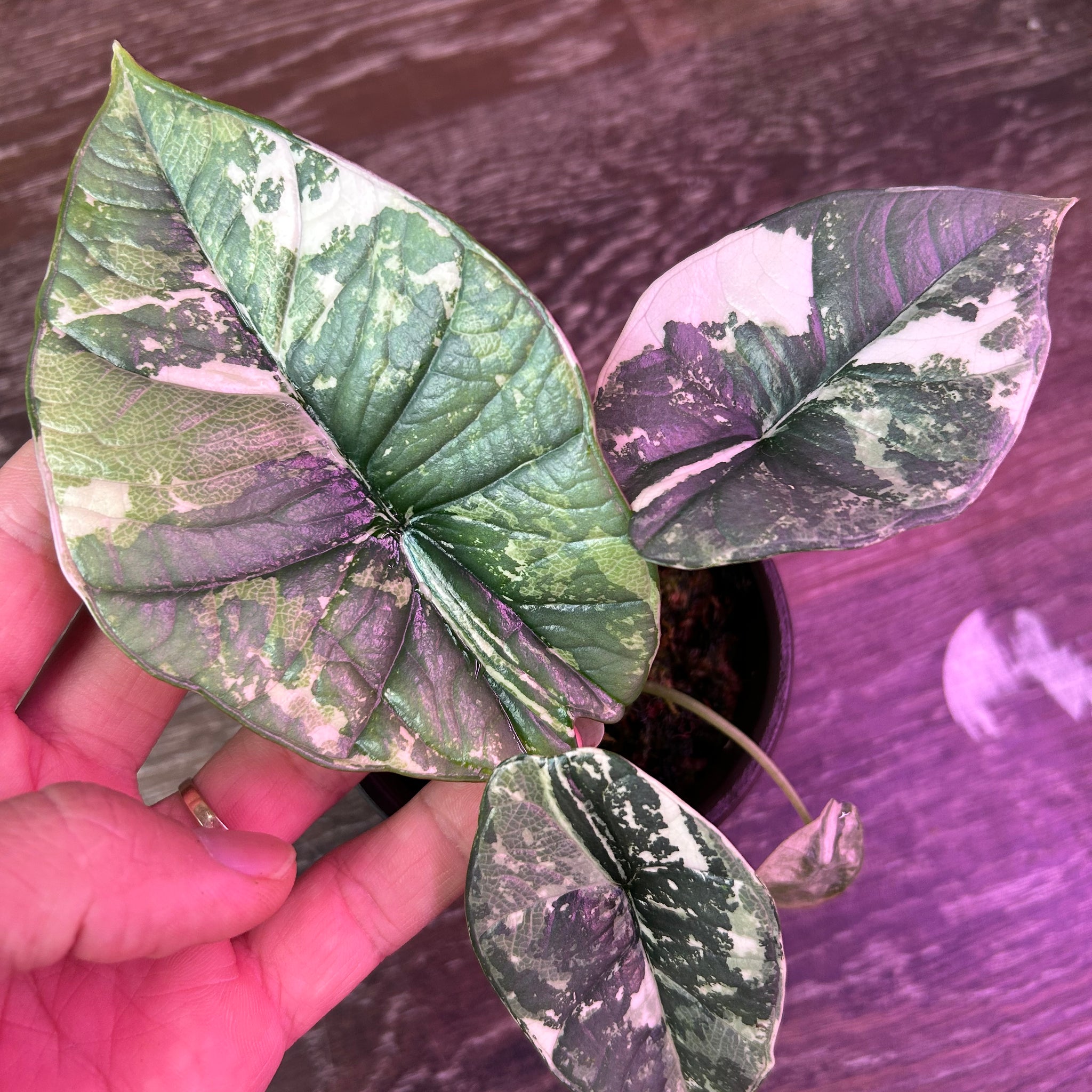 Alocasia Bisma Albo