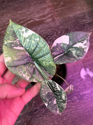 Alocasia Bisma Albo