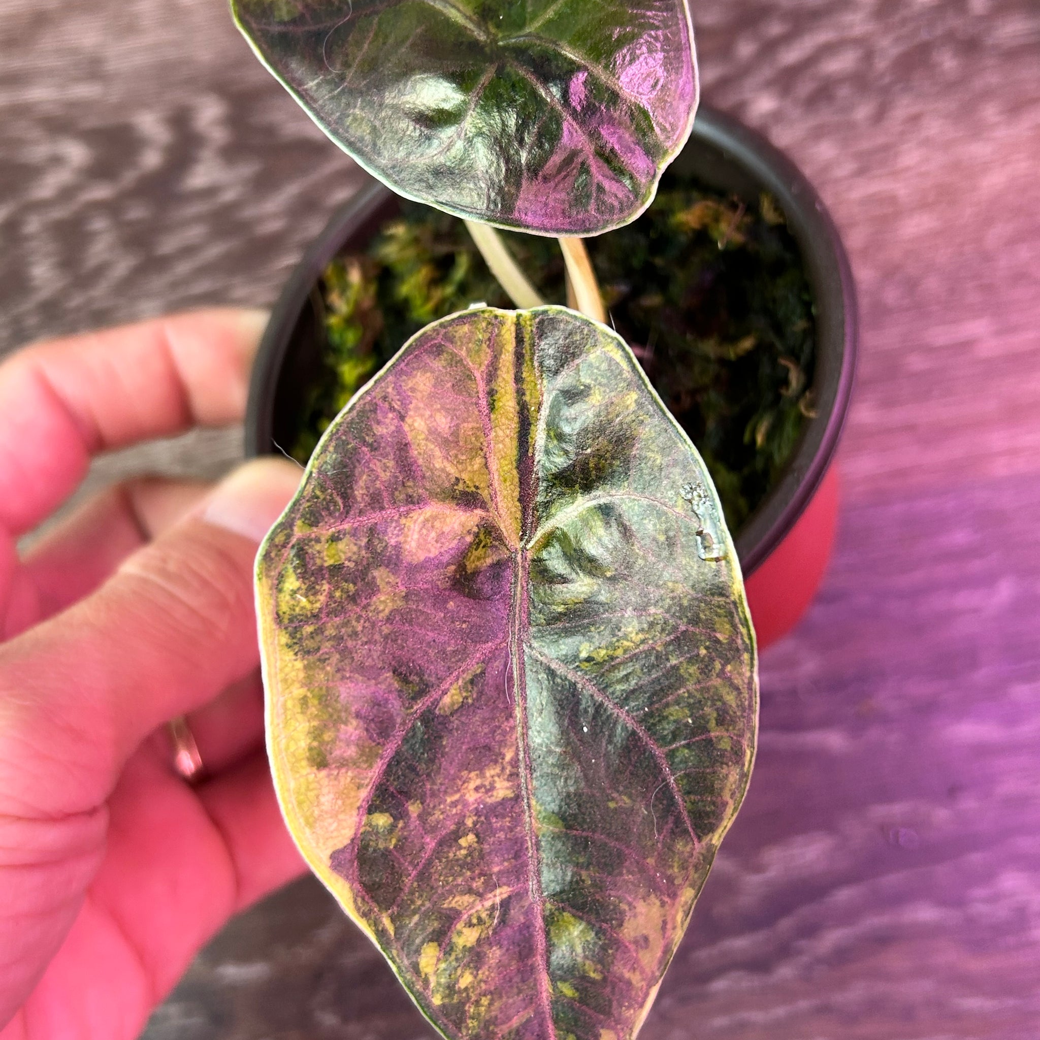 Alocasia Azlanii Yellow