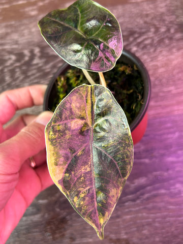 Alocasia Azlanii Yellow