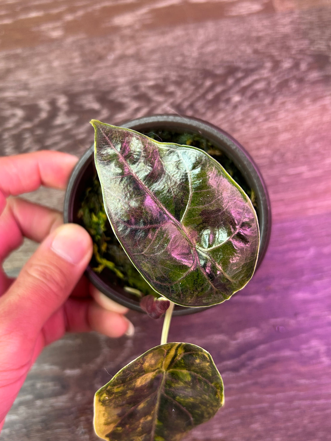 Alocasia Azlanii Yellow