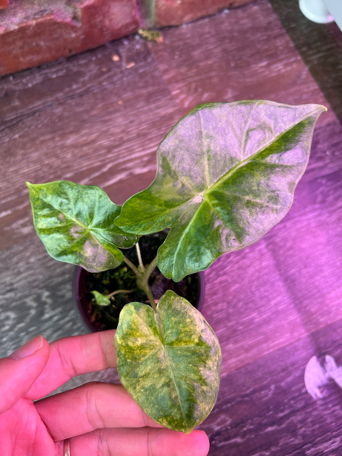 Alocasia Portora gold