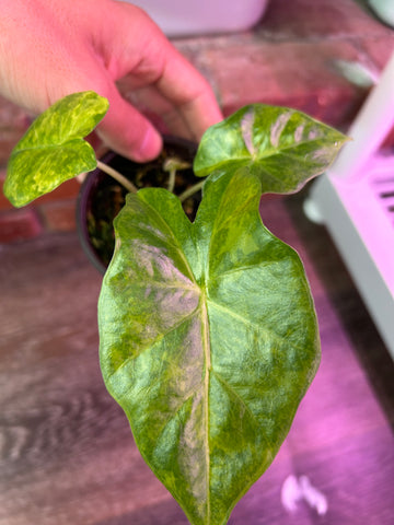 Alocasia Portora gold