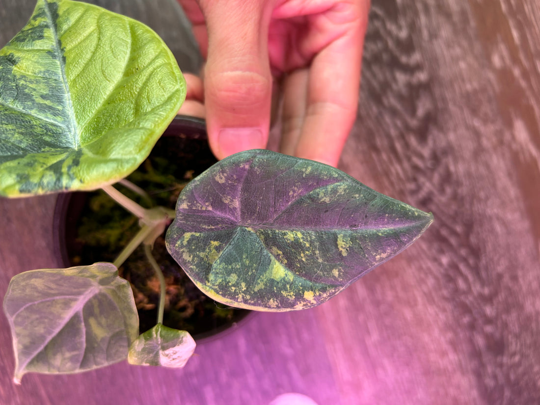 Alocasia Maharani Golden Lime