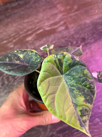 Alocasia Maharani Golden Lime