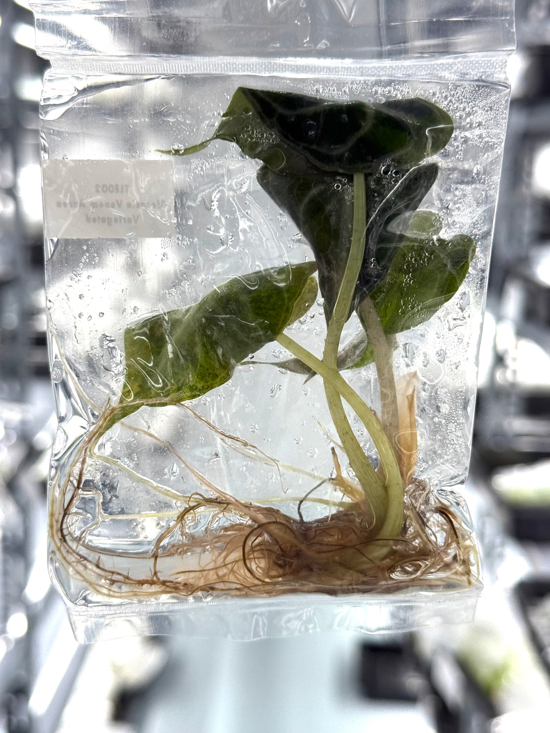 TLE002 ALOCASIA AUREA VENOM VARIEGATED | SUPER RARE