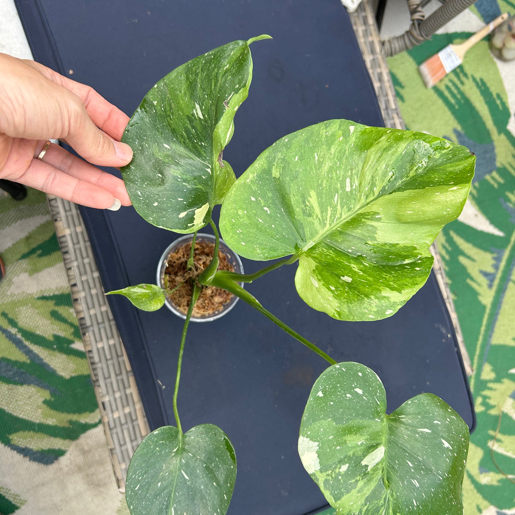 Monstera Matcha tricolor