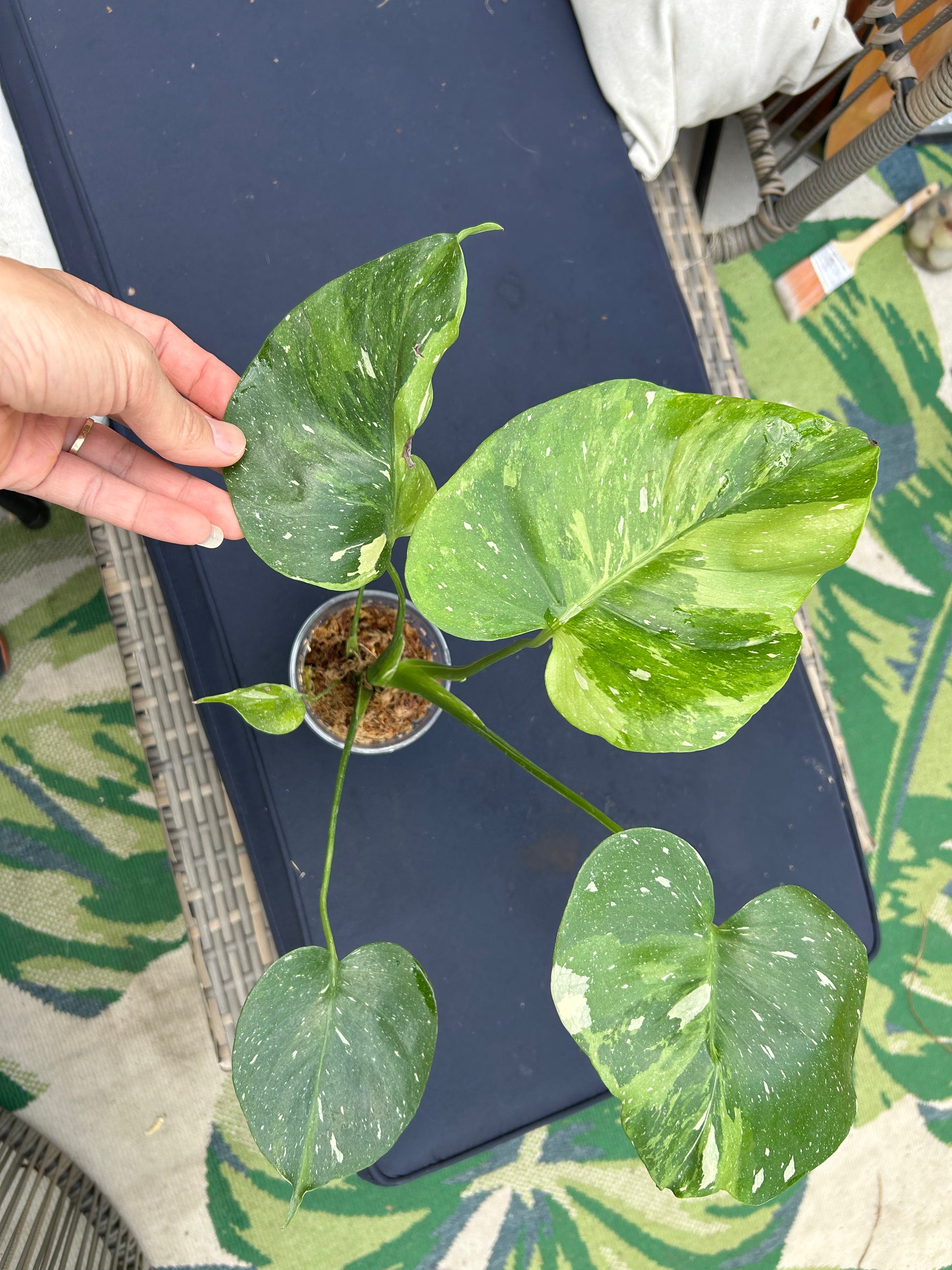 monstera tricolor Monstera Matcha tricolor