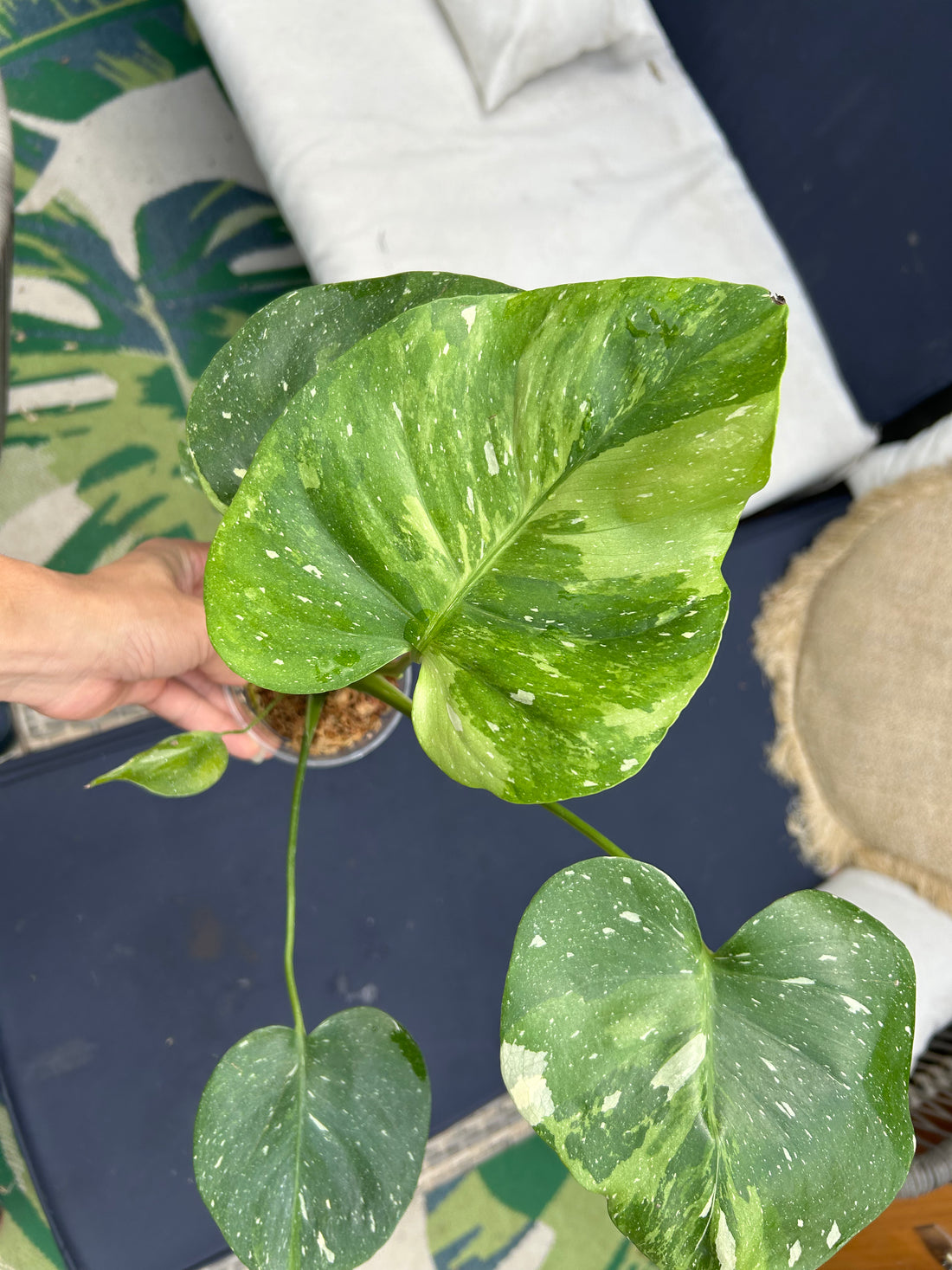 Monstera Matcha tricolor