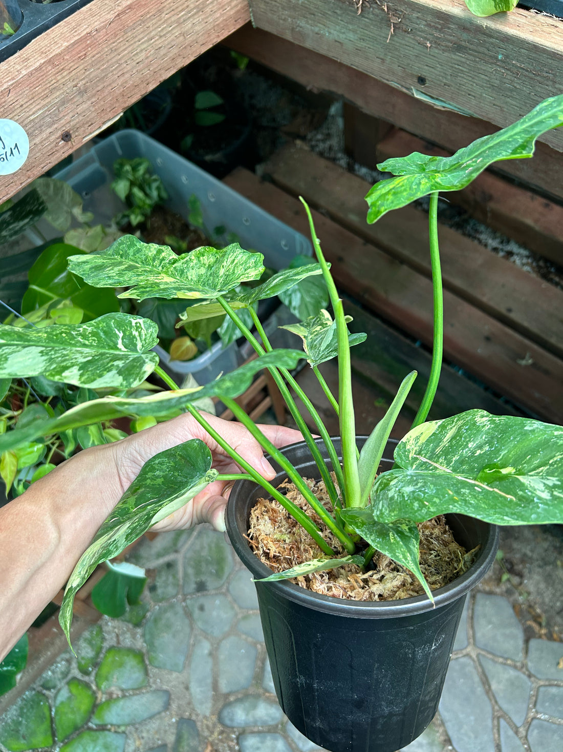 Philodendron Minarum aurea