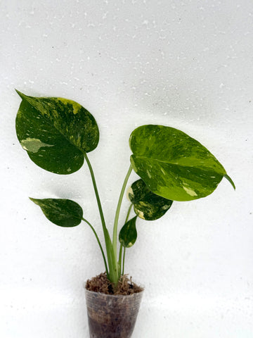 [Code A] Monstera Miracle Tricolor | Exact Rooted Plant | Fresh Import