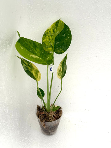 [Code B] Monstera Miracle Tricolor | Exact Rooted Plant | Fresh Import