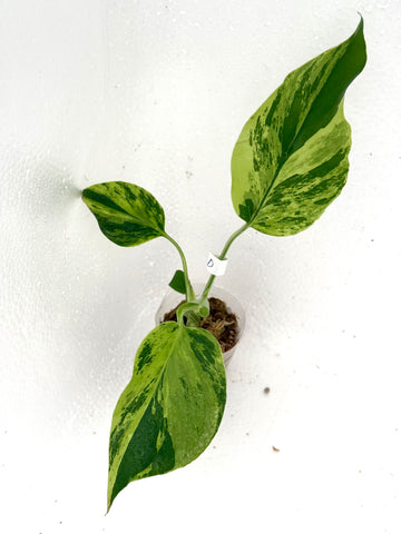 [Code D] Monstera Light Lime | Exact Rooted Plant | Fresh Import