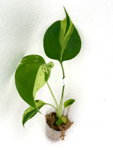 [Code E] Monstera Light Lime | Exact Rooted Plant | Fresh Import