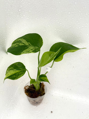 [Code F] Monstera Light Lime | Exact Rooted Plant | Fresh Import
