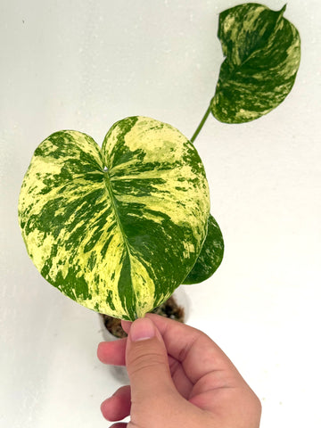Monstera Mint Siam | Exact Plant (Only One)