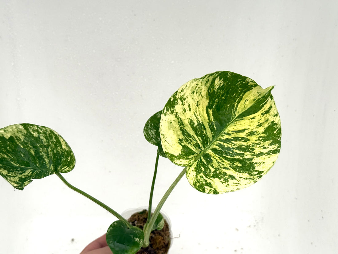 Monstera Mint Siam | Exact Plant (Only One)