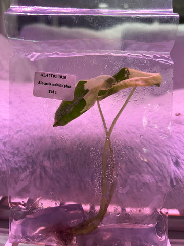 Alocasia nobilis pink Tissue Culture - Grower's Choice