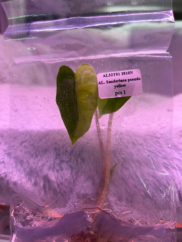 Alocasia sandriana pseudo yellow Tissue Culture - Grower's Choice