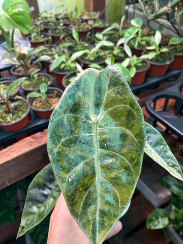 Alocasia Sedenii Aurea