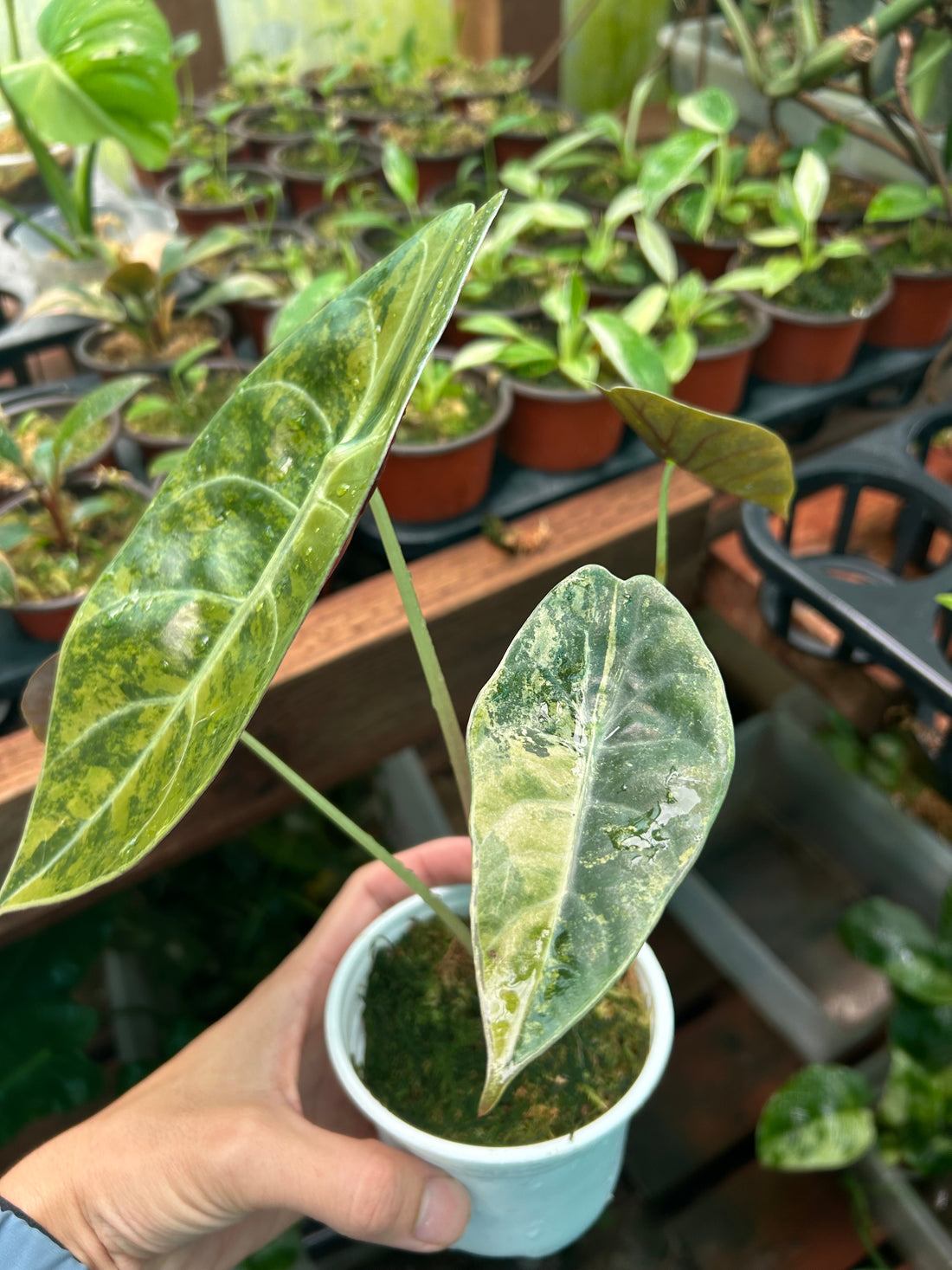 Alocasia Sedenii Aurea