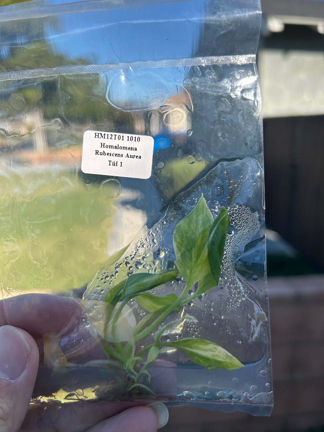 Homalomena Rubescens Aurea Tissue Culture - Grower's Choice