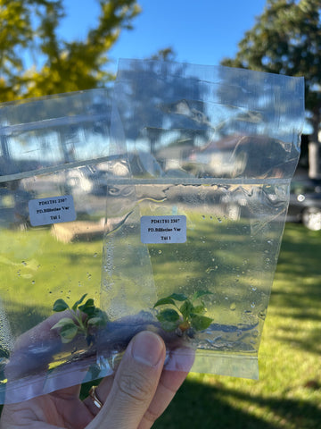 Philodendron Billietiae Variegated Tissue Culture - Grower's Choice