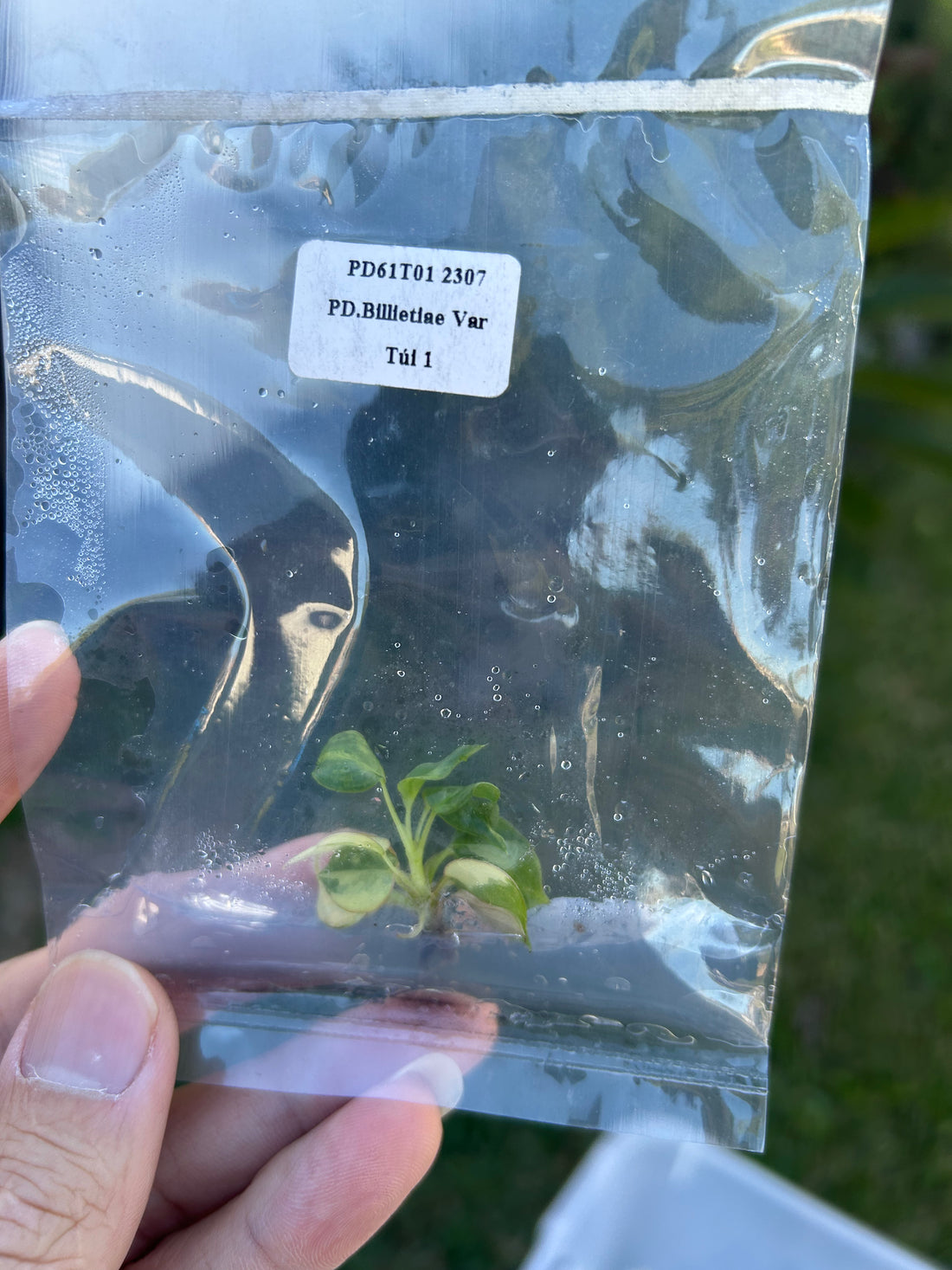 Philodendron Billietiae Variegated Tissue Culture - Grower's Choice