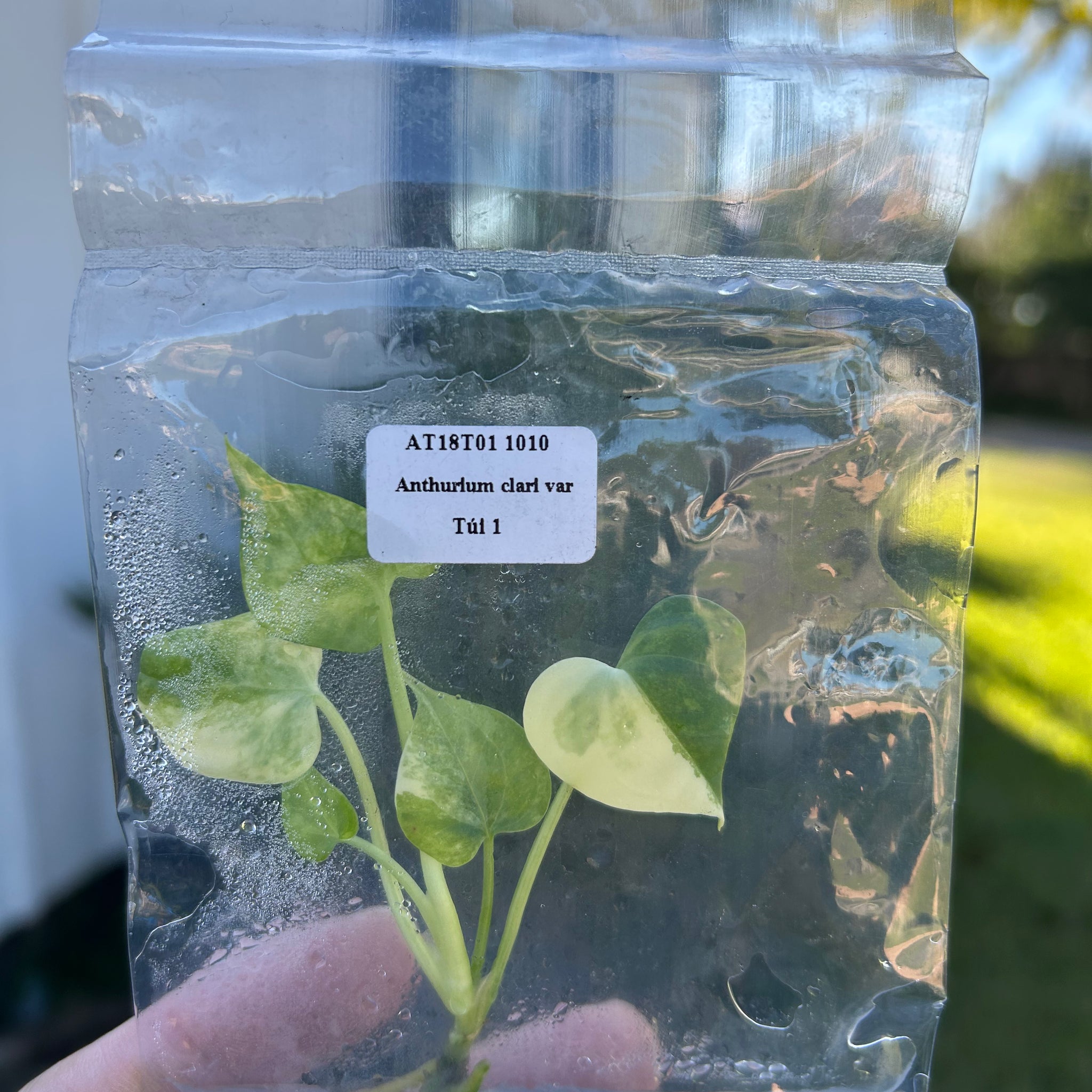 Anthurium clarinervium Var Tissue Culture - Grower's Choice