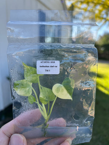 Anthurium clarinervium Var Tissue Culture - Grower's Choice
