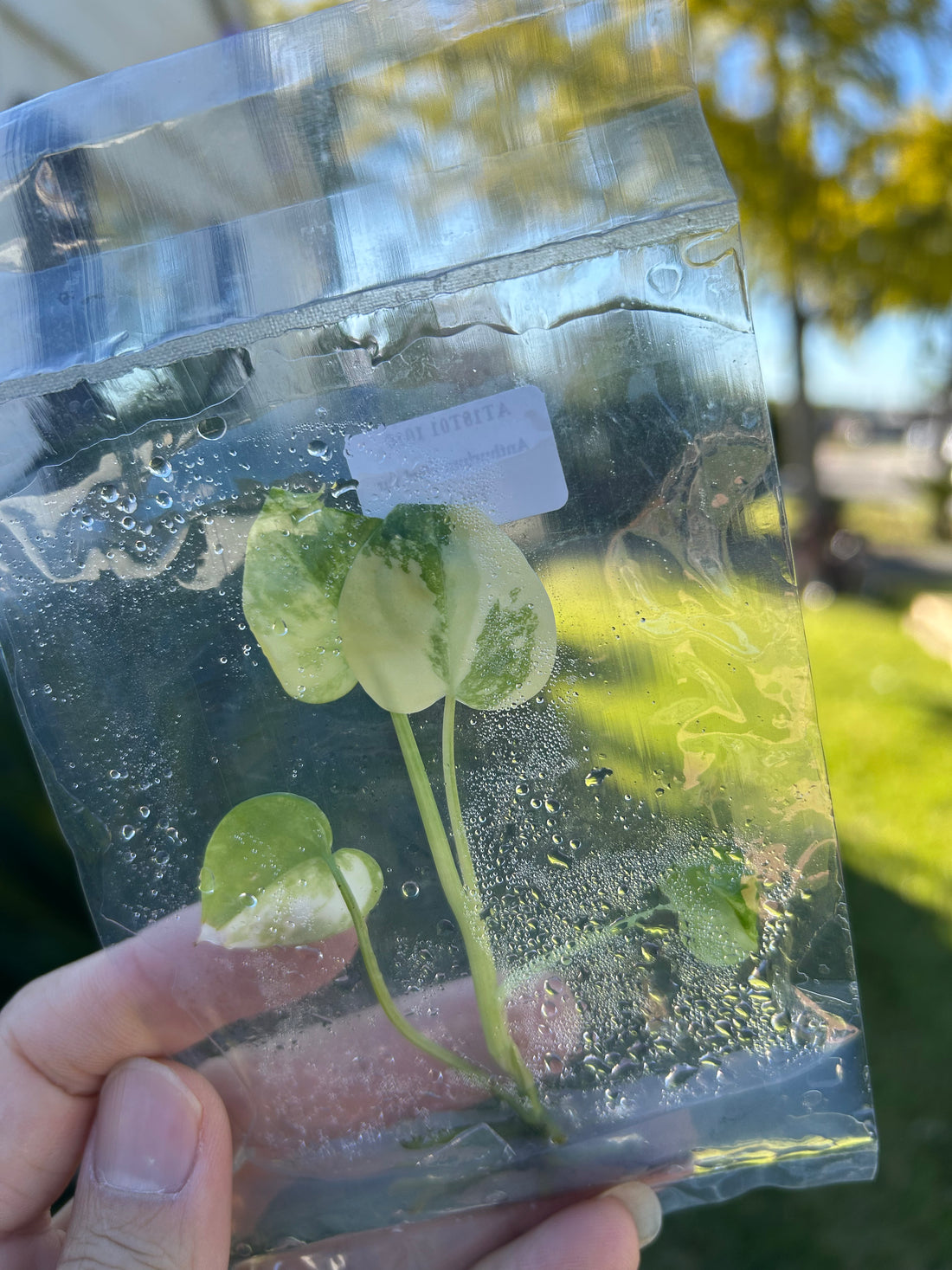 Anthurium clarinervium Var Tissue Culture - Grower's Choice