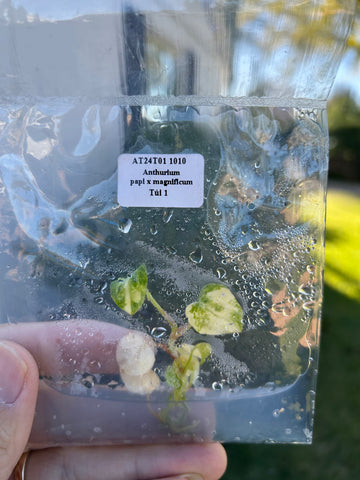 Anthurium pal x magnificum Tissue Culture - Grower's Choice