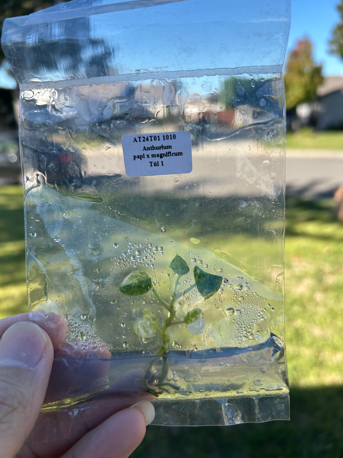 Anthurium pal x magnificum Tissue Culture - Grower's Choice