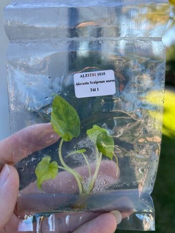 Alocasia Scalprum aurea Tissue Culture - Grower's Choice