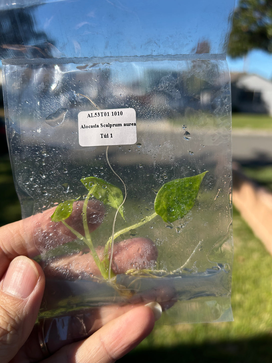 Alocasia Scalprum aurea Tissue Culture - Grower's Choice