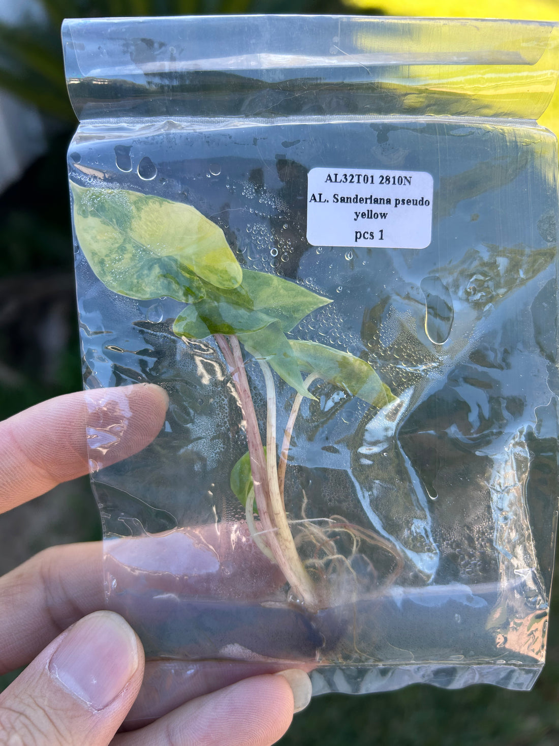 Alocasia sandriana pseudo yellow Tissue Culture - Grower's Choice