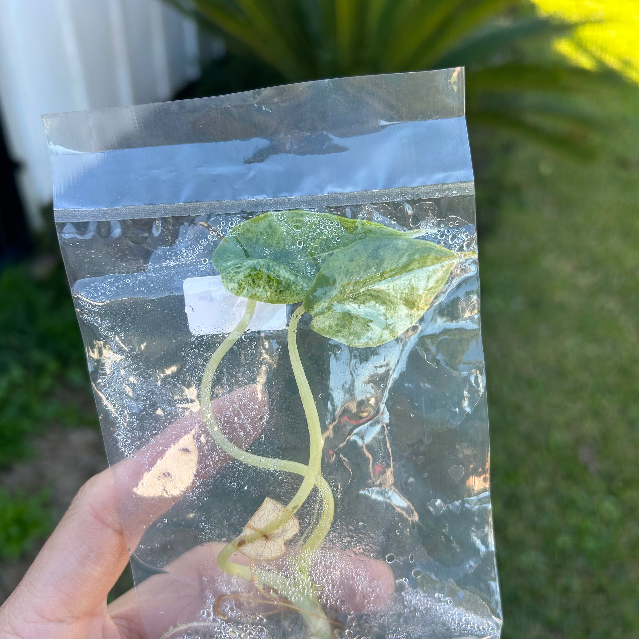 plant lima beans plastic bag Alocasia scale dragon mint Tissue Culture