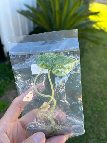 Alocasia scale dragon mint Tissue Culture - Grower's Choice