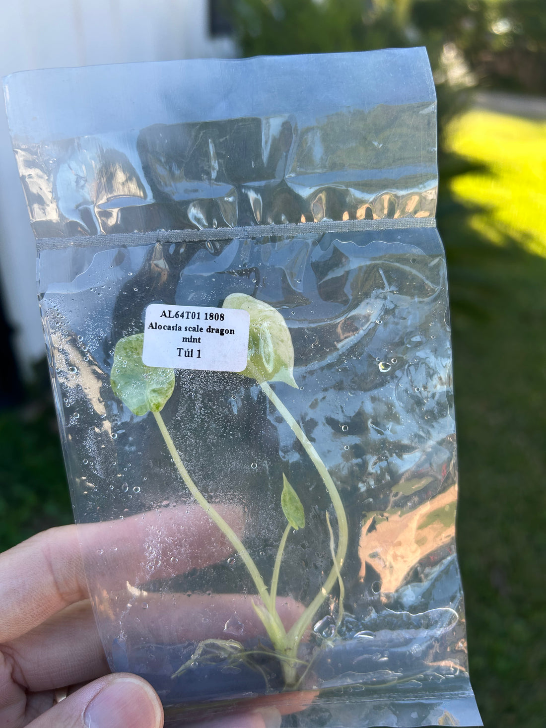 Alocasia scale dragon mint Tissue Culture - Grower's Choice