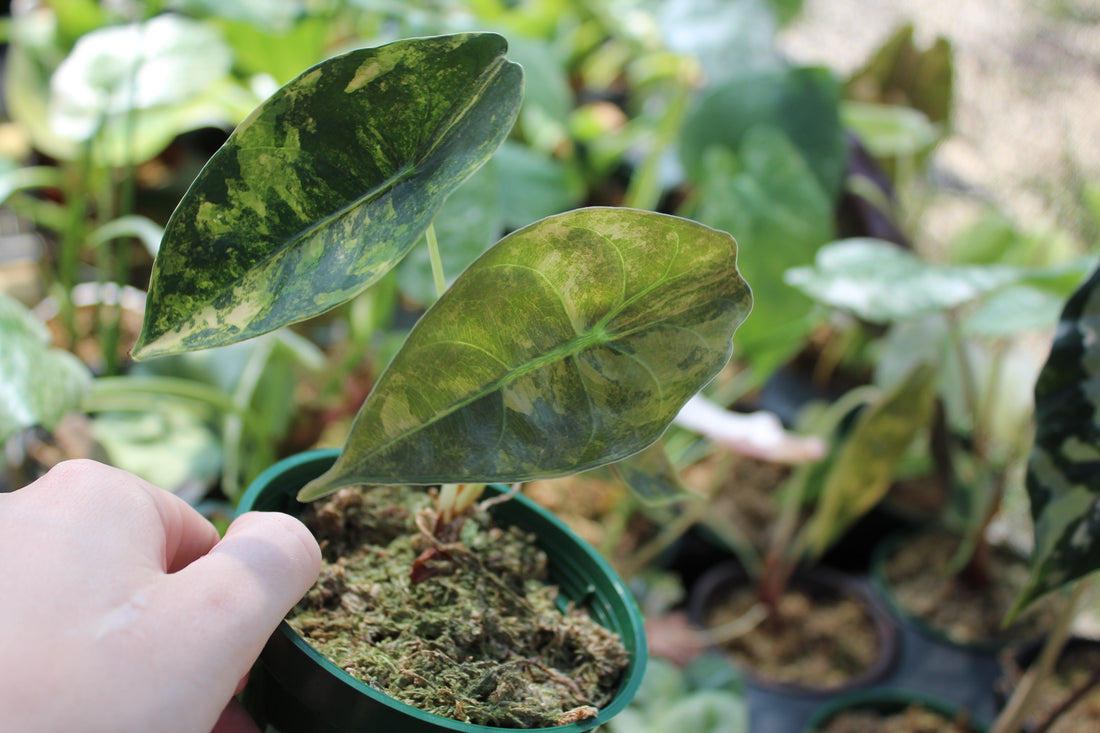 Alocasia Sedenii Aurea  Pot | Grower's Choice