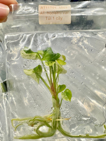 Anthurium Hookeri Variegated Tissue Culture