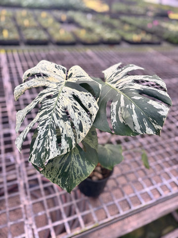 [Grower Choice] Monstera Vietciosa Cuttings size M [Pre-Order 10 days]