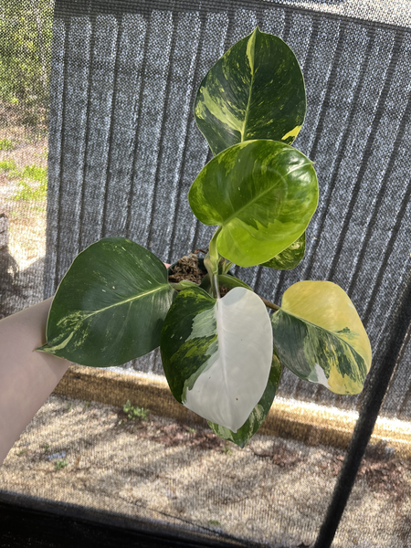 4"  Philodendron White Wizard Tricolor Rooted Plants - Grower's Choice