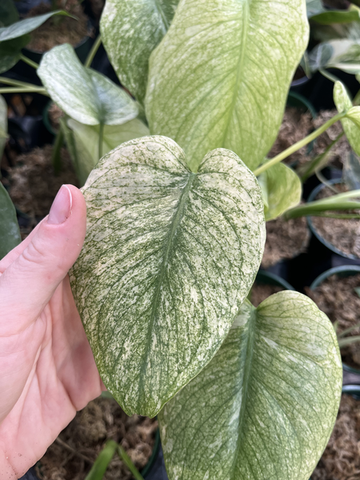 [Pre-Order] Monstera Deliciosa White Monster Rooted Plants (4" pot) - Grower's Choice