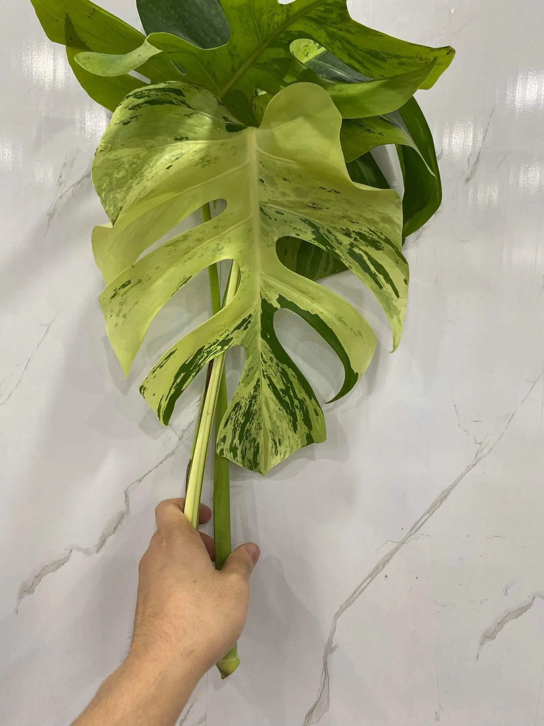 [Code F] Monstera Light Lime | Exact Rooted Plant | Fresh Import