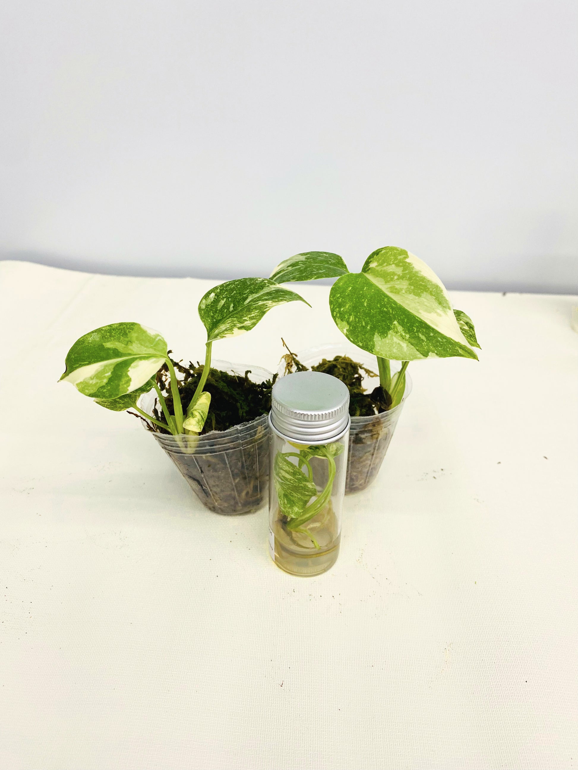 monstera deliciosa var thai constellation Monstera Thai Constellation High Variegation TC