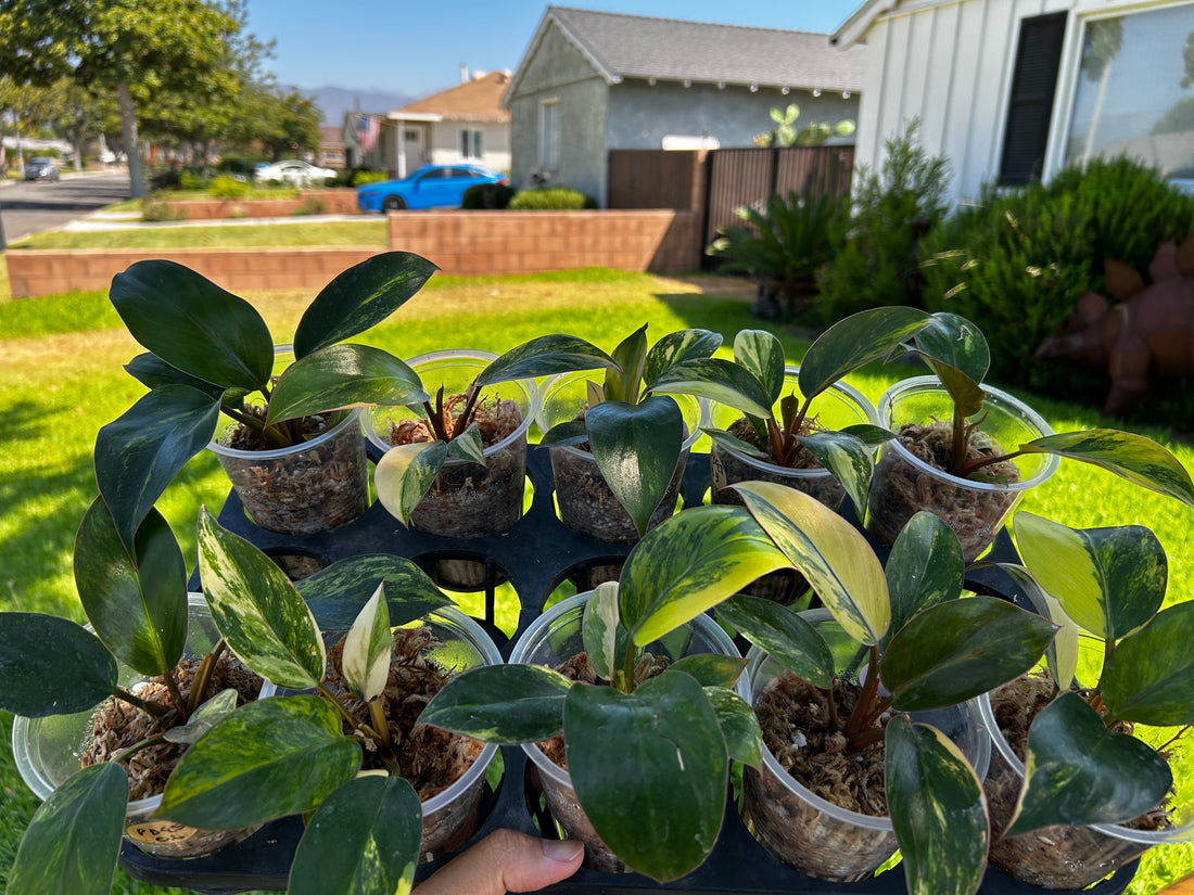 Philodendron Red Congo Variegated Rooted Plants - Grower's Choice