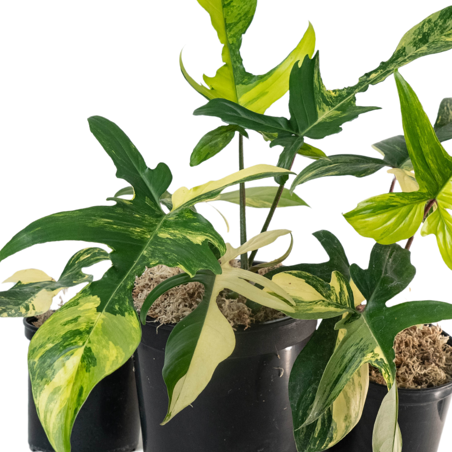 Philodendron Florida beauty Variegated Tissue Culture - Grower's Choice