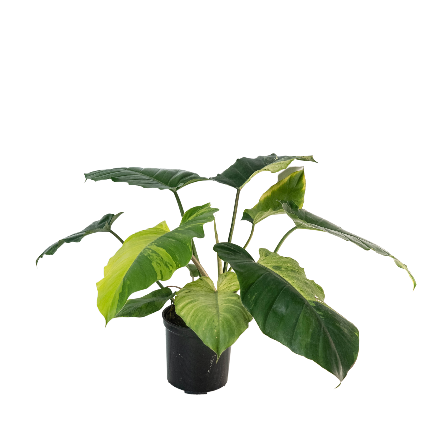 Philodendron Jungle Fever Yellow Tissue Culture - Grower's Choice
