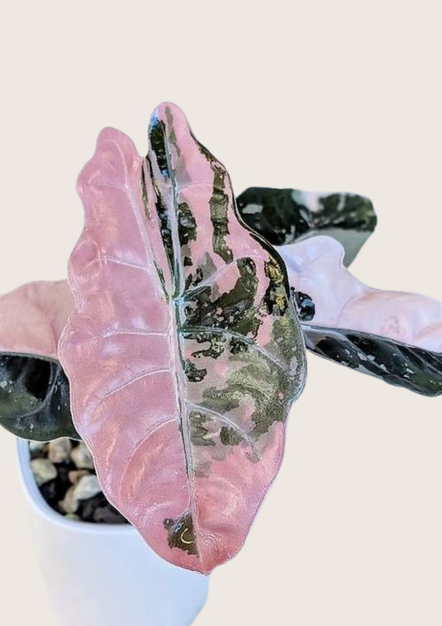 (New) Alocasia Chantrieri Pink Tissue Culture - Grower Choice